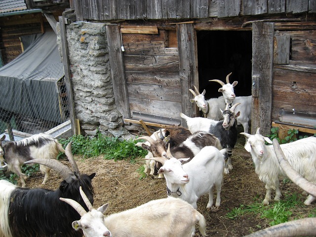 goats-215150_640