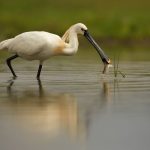 Naravni rezervat Ormoške lagune med finalisti evropske nagrade Natura 2000