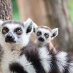 Lemurji - prikupne živali z Madagaskarja