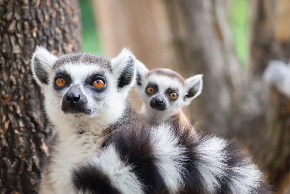 Lemurji - prikupne živali z Madagaskarja