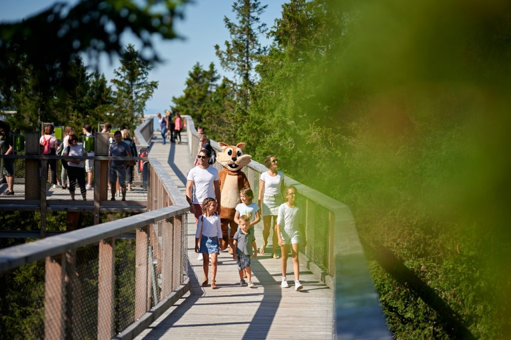 Pot med krošnjami Pohorje Rogla