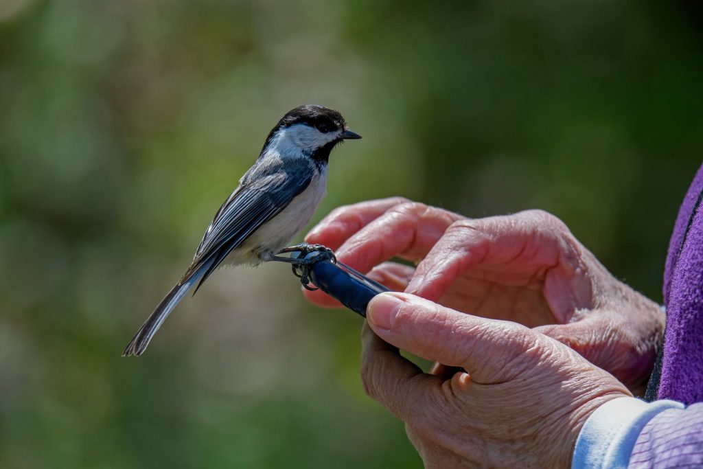 Nova številka Ornitofon - telefon za pomoč pticam