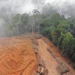 Amazonski pragozd zdaj že oddaja več CO2, kot ga absorbira